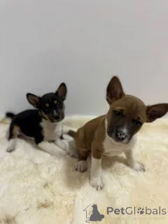 Дополнительные фото: Щенки басенджи