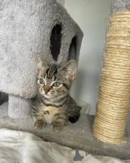 Дополнительные фото: Котята Манчкин