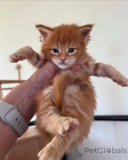 Фото №3. Мэн Кун. Германия