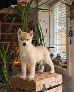 Фото №1. сибирский хаски - купить в Джихон за Бесплатно. Объявление №145313