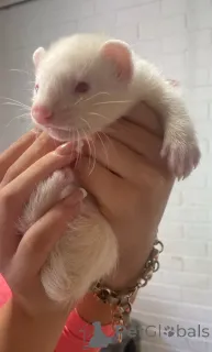 Фото №1.  - купить в Dornbirn за 4638₽. Объявление №143772