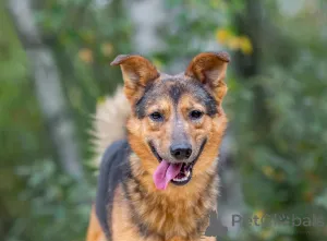 Фото №1. беспородная - купить в Москве реке за Бесплатно. Объявление №156551