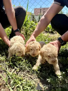 Дополнительные фото: Lagotto Romagnolo, щенок доступен