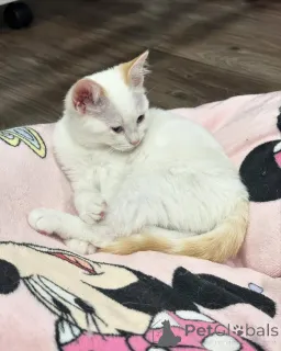 Фото №2 к объявлению №150626 о продаже беспородная - купить в Германии из приюта, заводчик