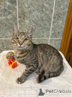 Дополнительные фото: Очаровательная кошечка-подросток Аглая ищет дом