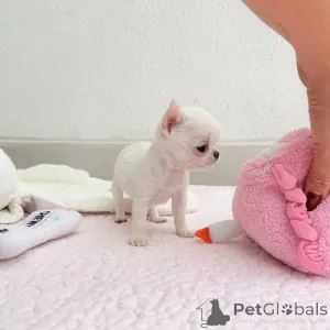 Фото №1.  - купить в Ансония за договорная. Объявление №161365