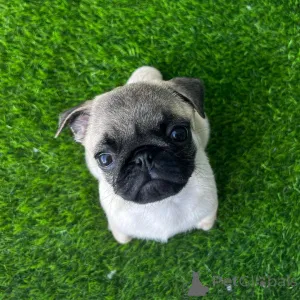 Фото №3. Мопс щенки готовы к возвращению домой.  США