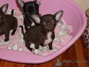 Дополнительные фото: Шоколадные девочки г/ш , девочка д/ш, и мальчики пушистые шоколадные и