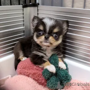 Дополнительные фото: Чихуахуа доступен для усыновления, свяжитесь с WhatsApp Business 447450021323