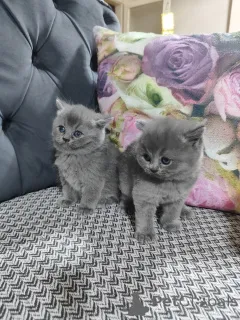 Дополнительные фото: Британская шортар кот