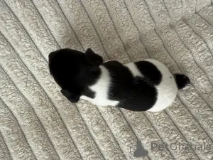 Фото №2 к объявлению №145995 о продаже джек-рассел-терьера - купить в Грузии заводчик