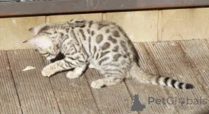 Дополнительные фото: Исключительный бенгальский щенок