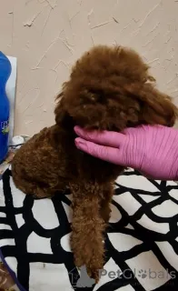 Фото №4. Продажа пуделя (той) в Киеве частное объявление, из питомника, заводчик - цена 213364₽