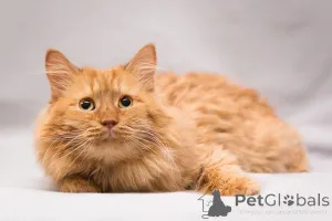 Дополнительные фото: Рыжик ищет дом!