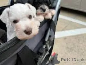 Фото №3. Шнауцервельпен цу веркауфен.  Бельгия