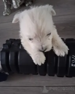 Фото №4. Продажа вест-хайленд-уайт-терьера в Belfast  - цена 31454₽