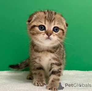 Фото №1. рэгдолл - купить в Беларусь за договорная. Объявление №156689