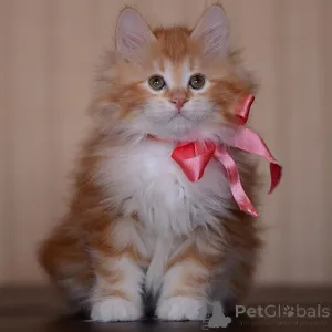 Фото №1. американский бобтейл длинношёрстный - купить в Мускрон за договорная. Объявление №160497