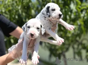 Фото №1. далматин - купить в Карлсфельд за договорная. Объявление №162378