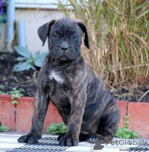 Фото №3. Очаровательные и красивые щенки Cane Corso.  США