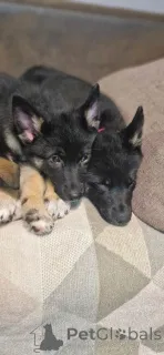 Фото №3. Deutscher Schäferhundwelpe zu verkaufen.  Германия