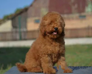 Дополнительные фото: Карликовая пудель, щенок мужского пола