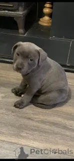 Дополнительные фото: Щенки стаффордширского бультерьера