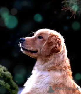 Фото №1. золотистый ретривер - купить в Лодке за 259748₽. Объявление №62309