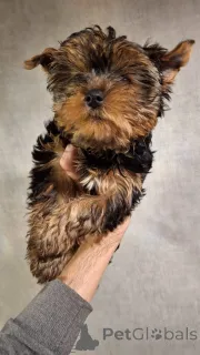 Дополнительные фото: Чистокровные щенки Йокрширского Терьера. 