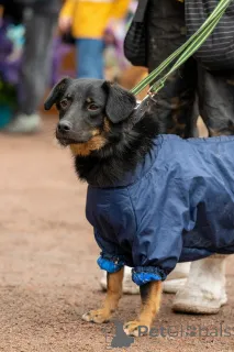 Фото №1.  - купить в Санкт-Петербурге за договорная. Объявление №160576