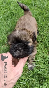 Дополнительные фото: Чистокровные щенки породы Ши-Тцу.