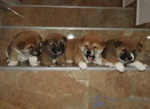 Фото №4. Продажа сиба-ину в Владицин Хан  - цена договорная