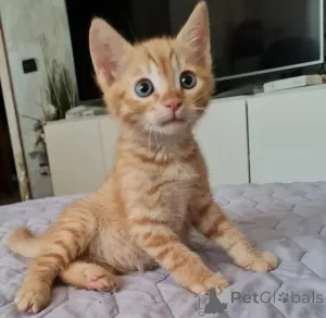 Фото №3. Tabby Kittens доступны для продажи. Финляндия