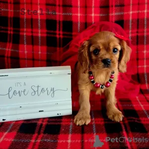 Фото №2 к объявлению №155577 о продаже кавалер-кинг-чарльз-спаниеля - купить в Австрии заводчик