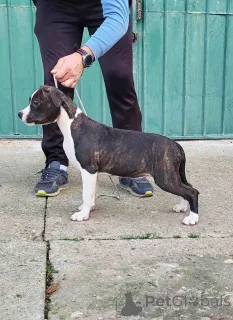 Дополнительные фото: Щенки американского стаффордширского терьера