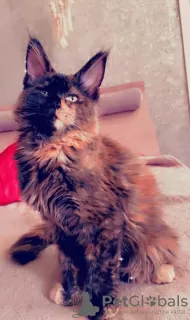 Дополнительные фото: Maine coon