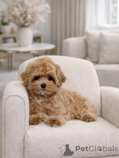 Фото №2 к объявлению №165533 о продаже мальтипу - купить в Германии частное объявление, заводчик