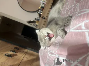 Фото №1. шотландская вислоухая (скоттиш фолд) - купить в Баку за договорная. Объявление №140154