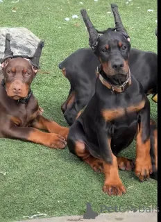 Фото №3. Dejlige Dobermann hvalpe søger et kærligt hjem for altid.  Дания
