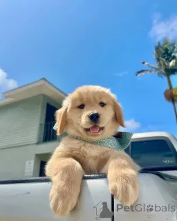 Фото №2 к объявлению №157842 о продаже золотистого ретривера - купить в Нидерландах частное объявление