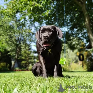 Фото №3. Cane corso italiano - объявление о помете.  Польша