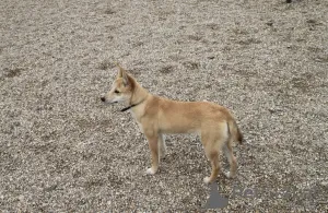 Дополнительные фото: Пристраивается чудесный щенок-лисенок 6 месяцев.