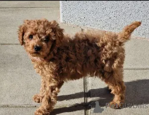 Фото №3. Кавапу щенки для переосмысления !!.  Швейцария