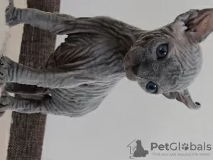 Дополнительные фото: Sphynx Kittens For Sale