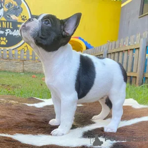 Фото №3. Французский бульдог Puppiesrv.  Гонконг