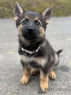 Фото №2 к объявлению №157400 о продаже немецкую овчарку - купить в Германии заводчик