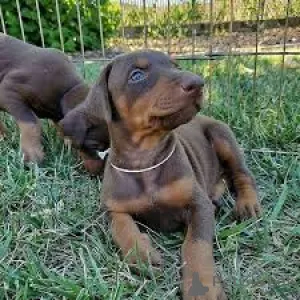 Фото №3. Продаются щенки добермана.  Великобритания