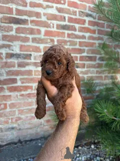 Дополнительные фото: Той-пудель первоклассной родословной.