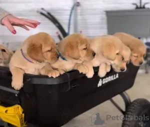 Фото №1. лабрадор-ретривер - купить в Корк за 64937₽. Объявление №163111