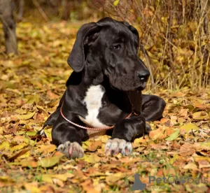 Дополнительные фото: FolcDog Kennel